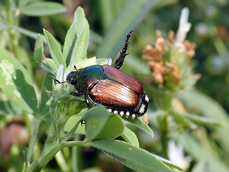 Popilia japonica tra Milano e Pavia